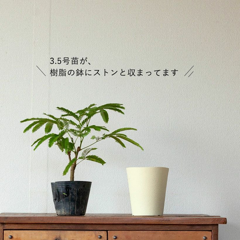 エバーフレッシュ｜剪定によりミニの割に幹太め（育て方付き）