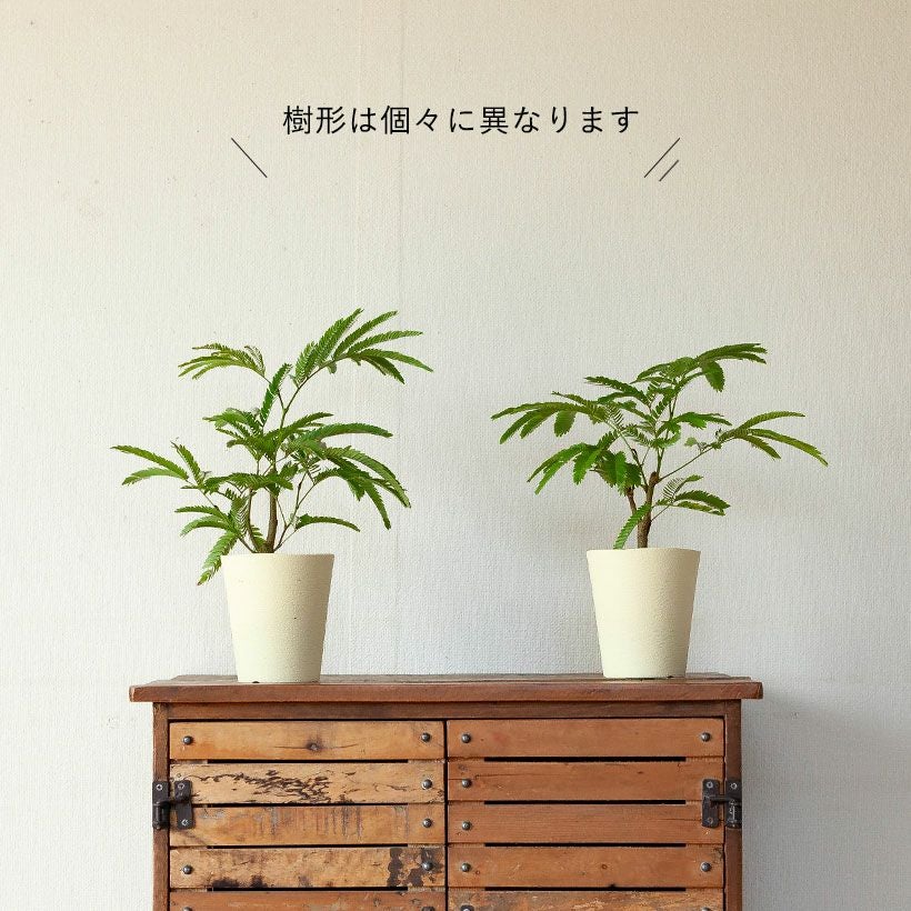 エバーフレッシュ｜剪定によりミニの割に幹太め（育て方付き）