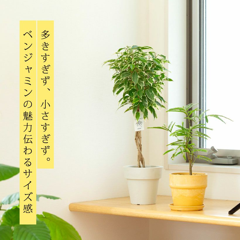ベンジャミン「ニコル」黄色斑の品種編み込みスタンド仕立て