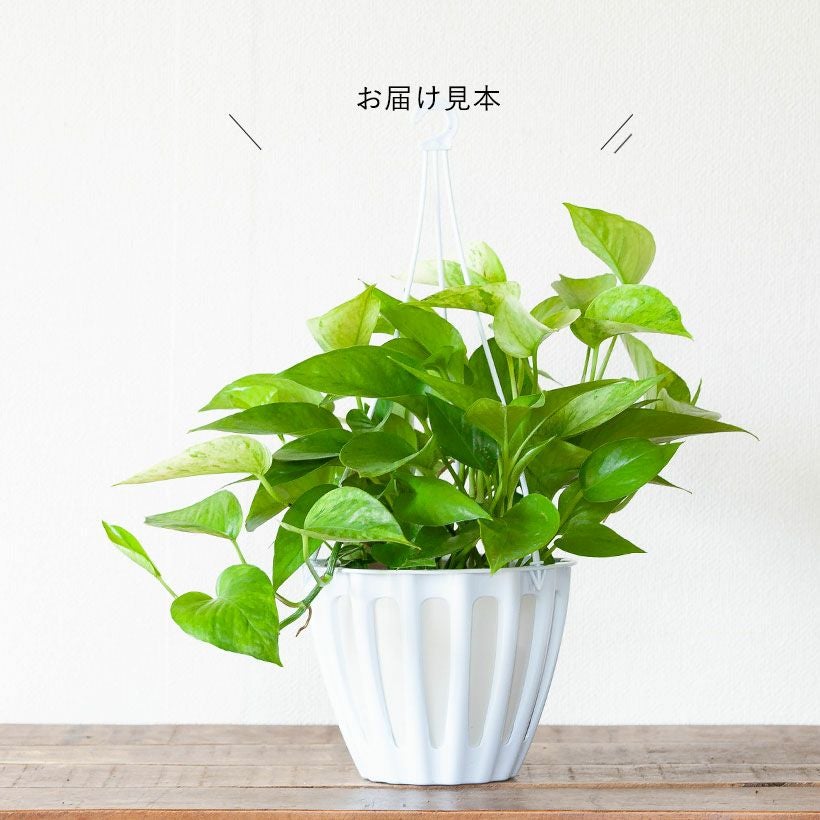 ポトス「ヒミコ」マーブルクィーンから生まれたテルノ品種