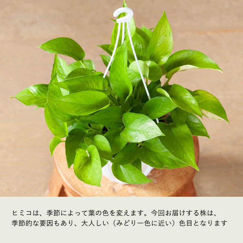 ポトス「ヒミコ」マーブルクィーンから生まれたテルノ品種