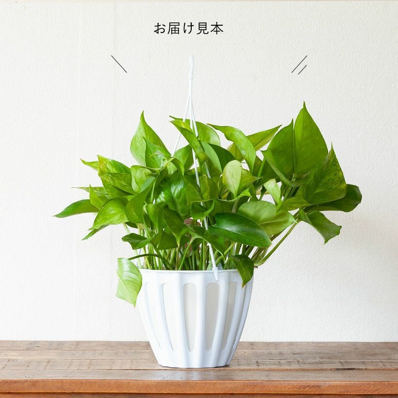 ポトスランコントル｜テルノワールド新品種フランス語で「出会い」