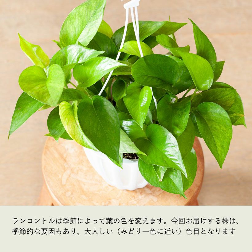 ポトスランコントル｜テルノワールド新品種フランス語で「出会い」