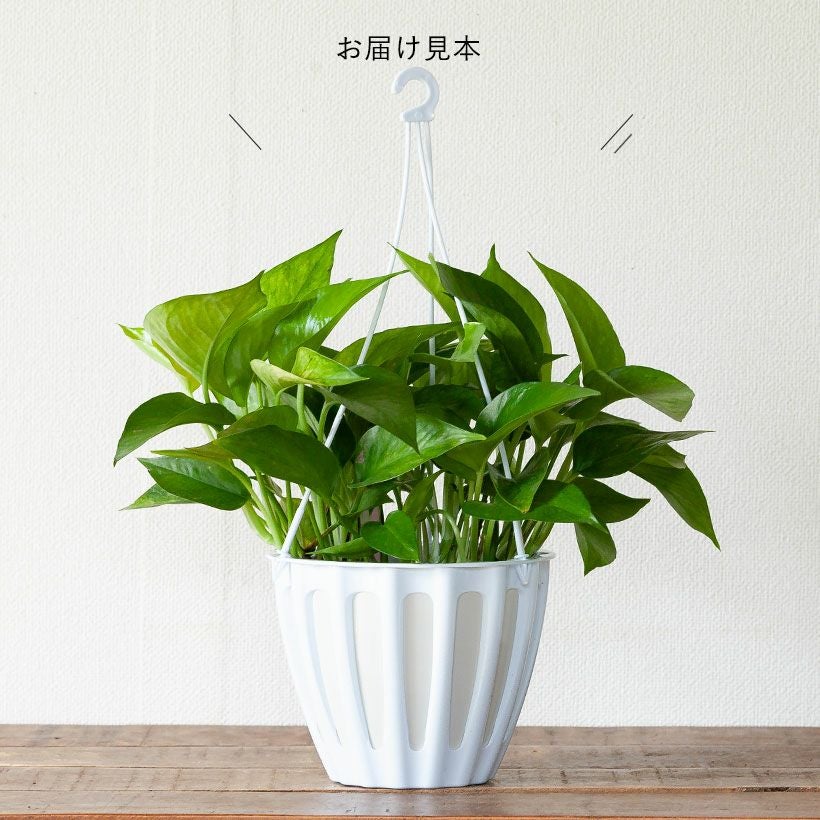 ポトスランコントル｜テルノワールド新品種フランス語で「出会い」