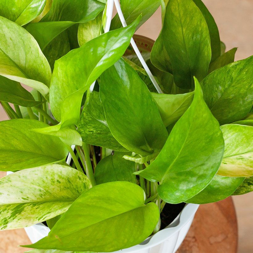 ポトスランコントル｜テルノワールド新品種フランス語で「出会い」