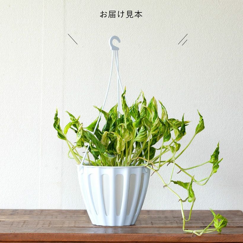 ポトステルノサンシャイン「黄色の三角帽子」斑入り巻き葉ポトス