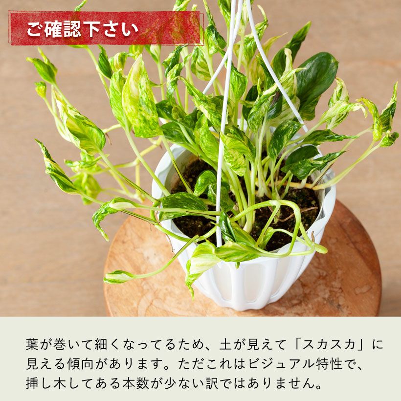 ポトステルノサンシャイン「黄色の三角帽子」斑入り巻き葉ポトス
