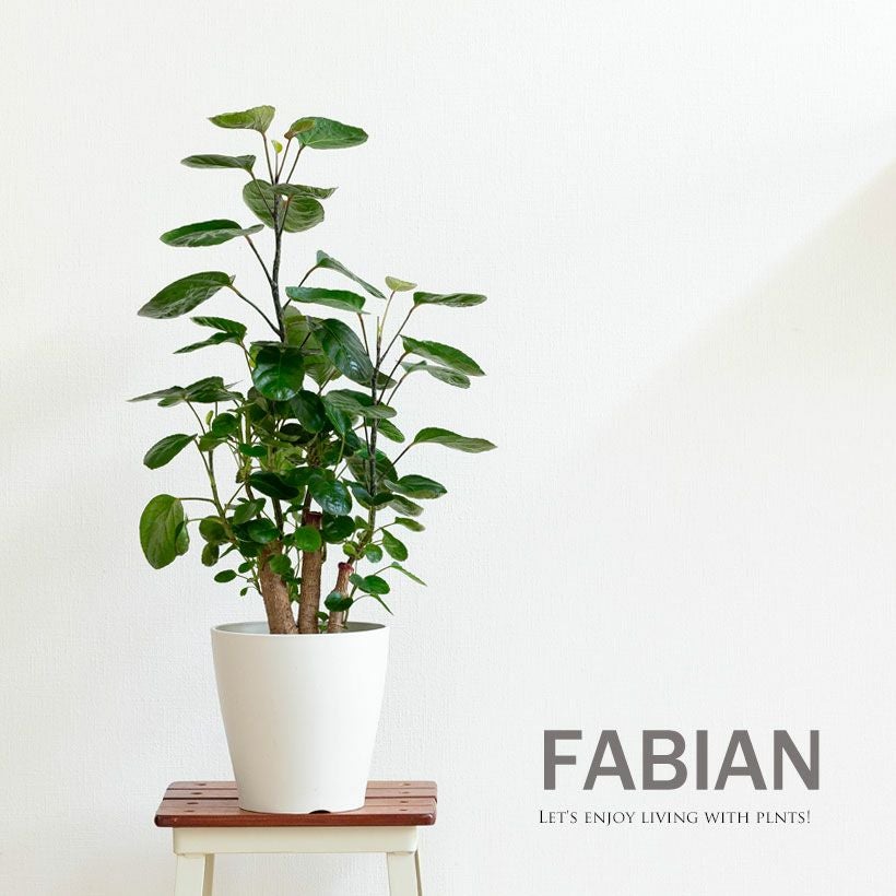 ポリシャス「ファビアン」幹が太い仕立て。ゼブラ模様の茎