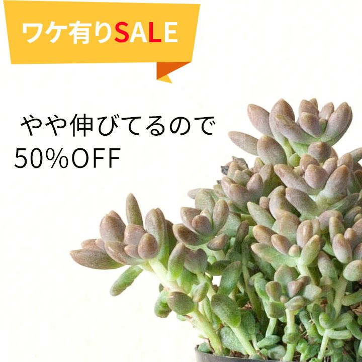 訳有りSALE】 姫秋麗（ヒメシュウレイ） | [公式]e-花屋さん