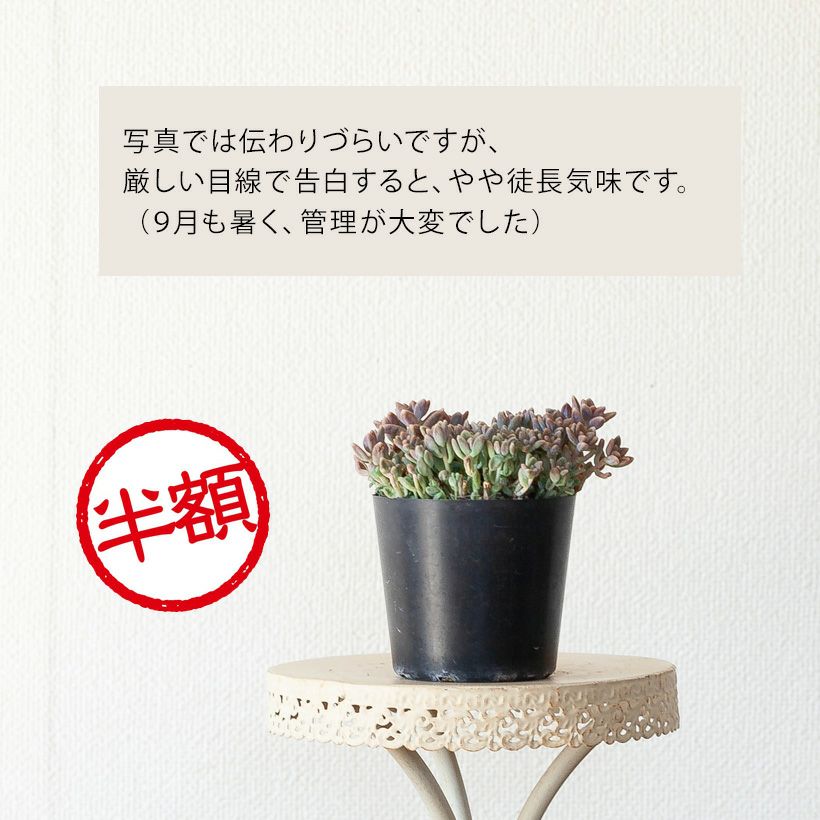 訳有りSALE】 姫秋麗（ヒメシュウレイ） | [公式]e-花屋さん