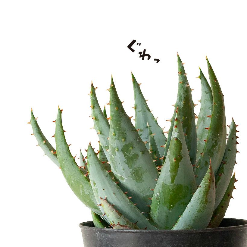 観葉植物アロエ・ペグレラエ｜青肌でカッコいい多肉質な植物