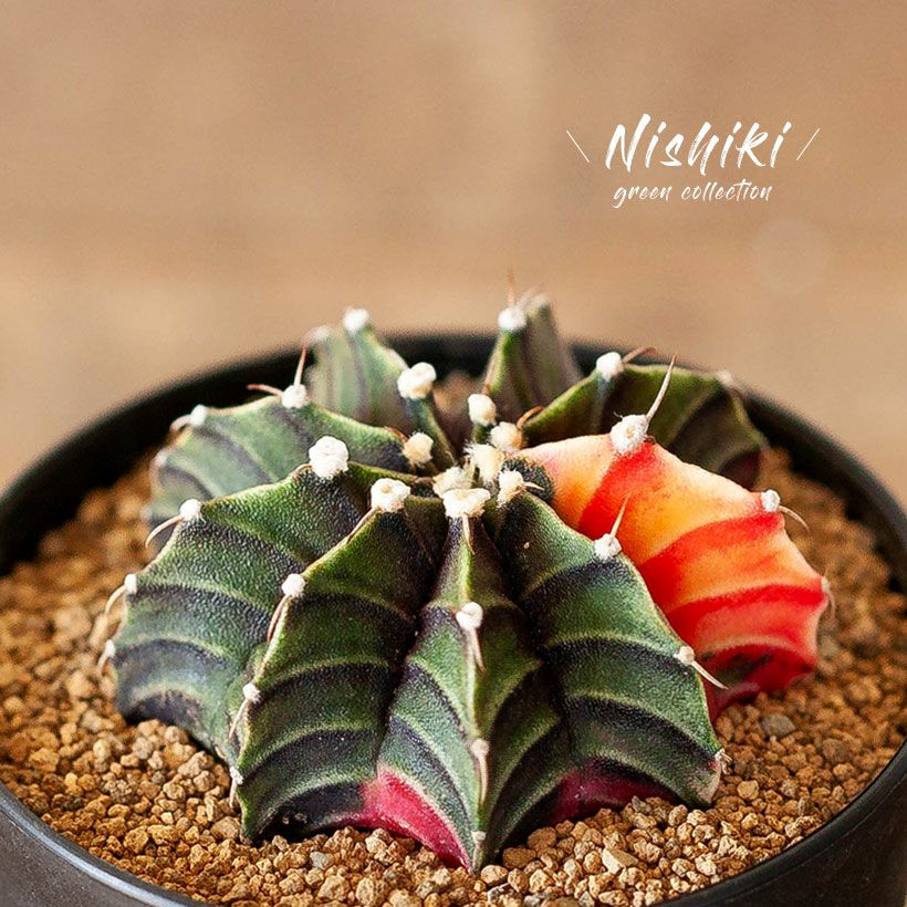 錦鯉のような、美しいサボテン「緋牡丹錦」 レビュー | [公式]e-花屋