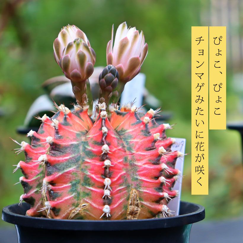 緋牡丹錦（ギムノカリキウム）斑入りのヒボタン育て方ガイド付き