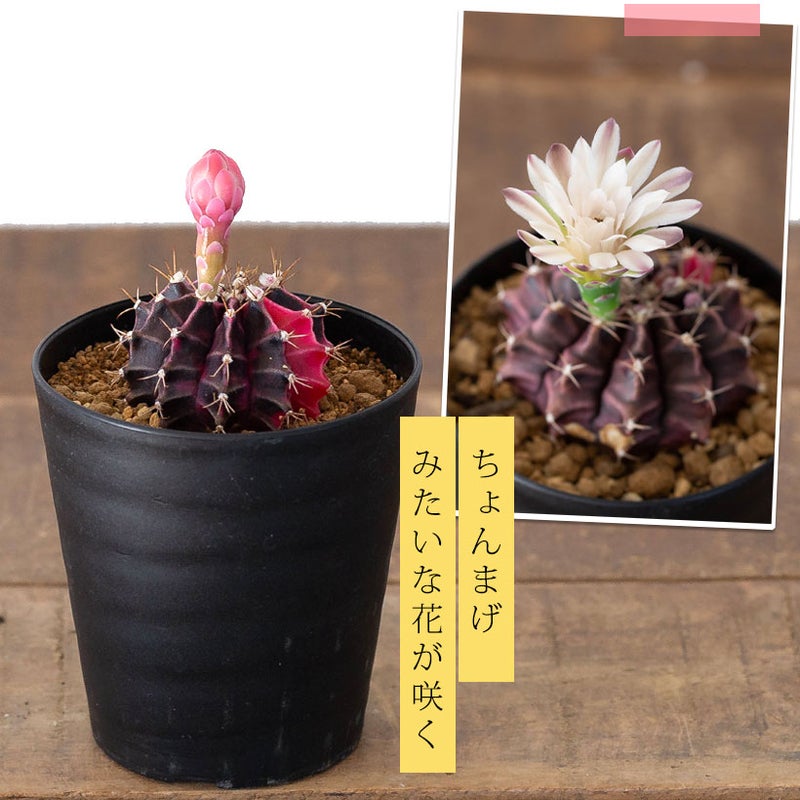 緋牡丹錦の花