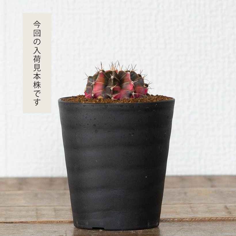 緋牡丹錦（ギムノカリキウム）斑入りのヒボタン育て方ガイド付き