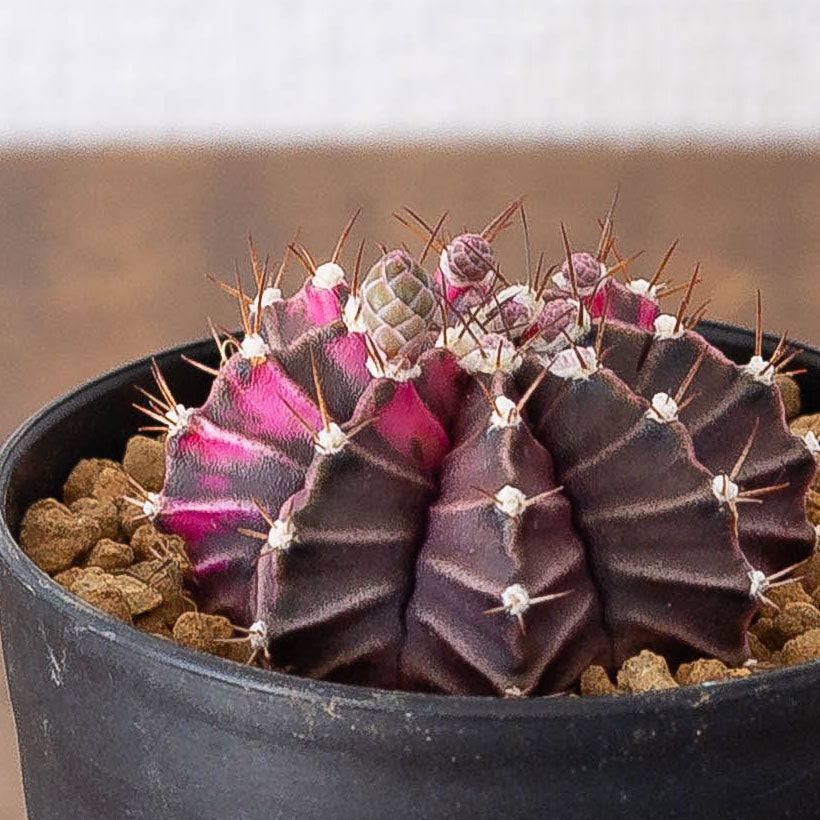 緋牡丹錦（ギムノカリキウム）斑入りのヒボタン育て方ガイド付き