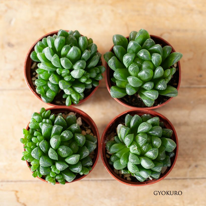 Yahoo!オークション □[W026]蛙玉【多肉植物 Haworthia ハオルチア