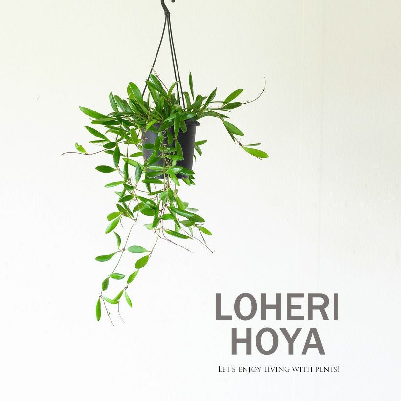 観葉植物『ホヤ』カルノーサ他21種！花、育て方｜サクララン属