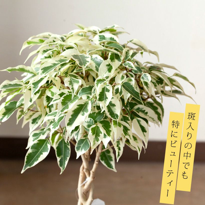 000000008722-01.jpg?size=l&w=