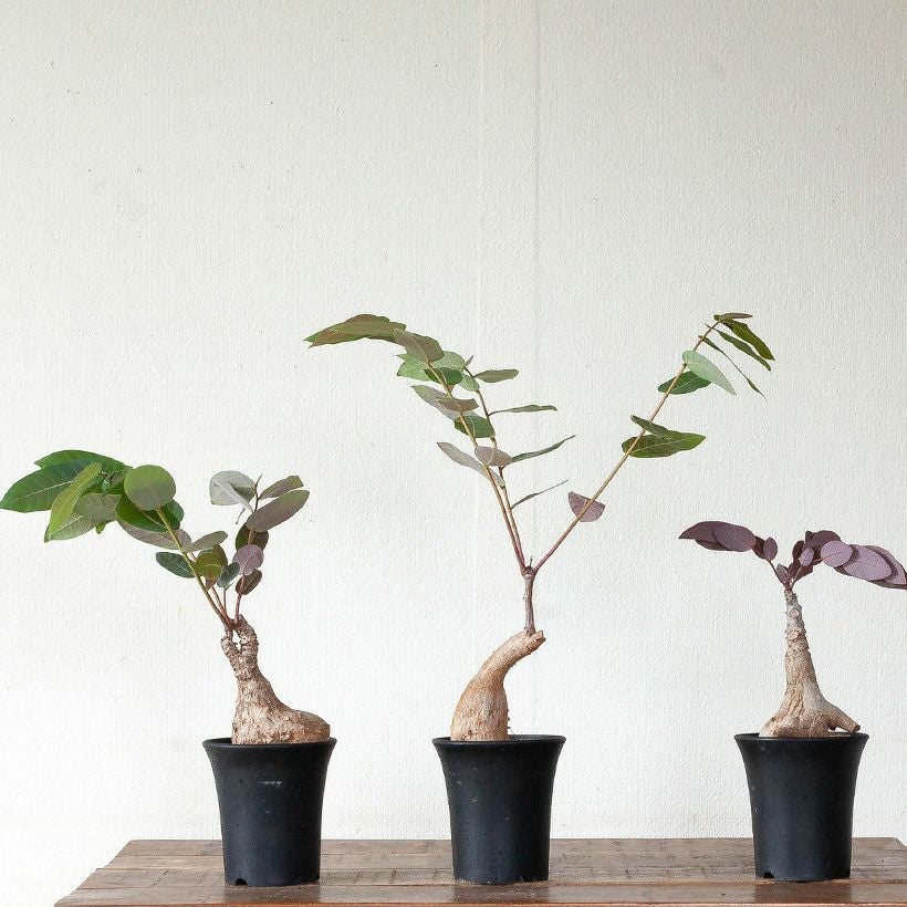 フィランサスミラビリス　塊根植物　観葉植物 フィランサス・ミラビリス』🌱 個性的なぷっくりした幹がかっこいい