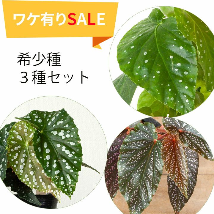 月宮殿・ベニゴ・フローレンスルビー水玉の木立性ベゴニア花郷園
