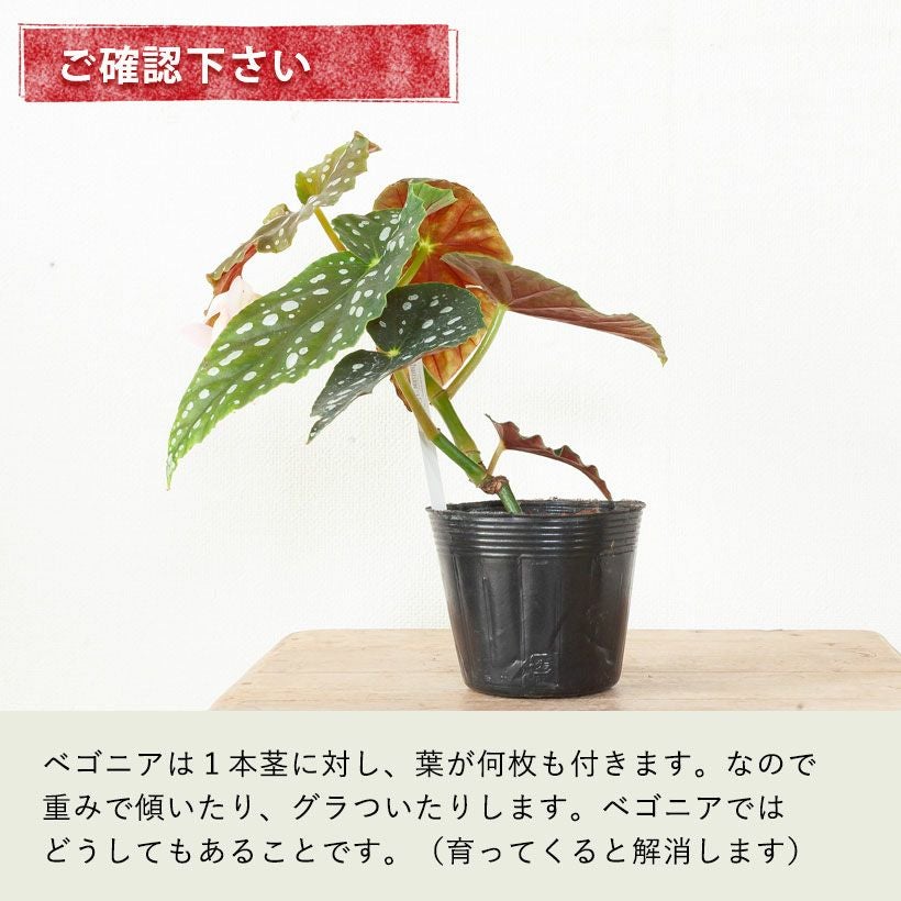 【希少本 ベゴニアファン必見】ベゴニア百科 希少本 ベゴニアファン必見】ベゴニア百科 - メルカリ