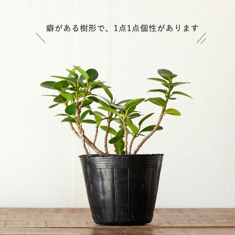 パンダガジュマル枝分岐仕立て