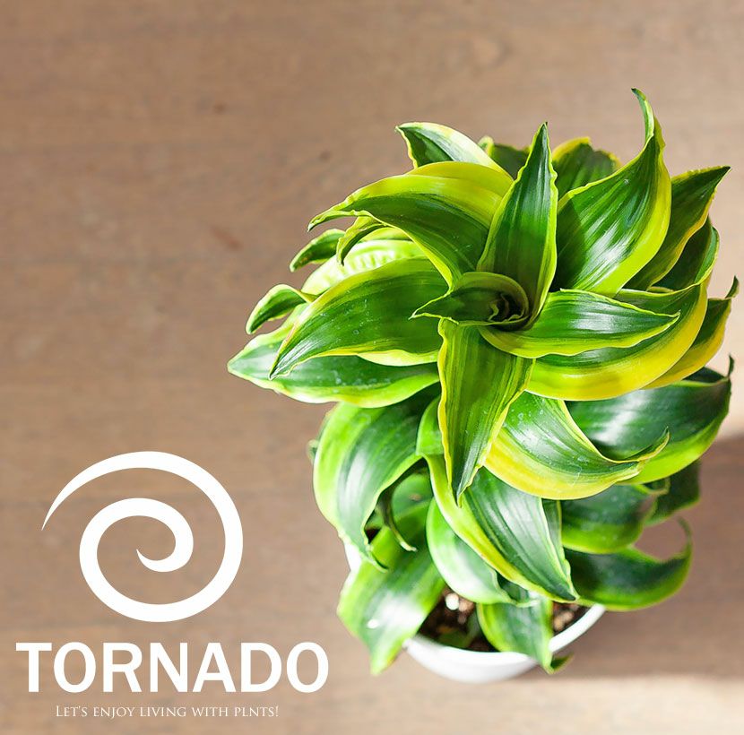 斑入りドラセナトルネード成長遅い品種｜植え替えなど育て方付き