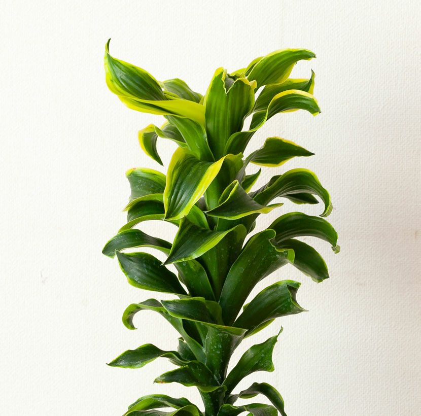 斑入りドラセナトルネード成長遅い品種｜植え替えなど育て方付き