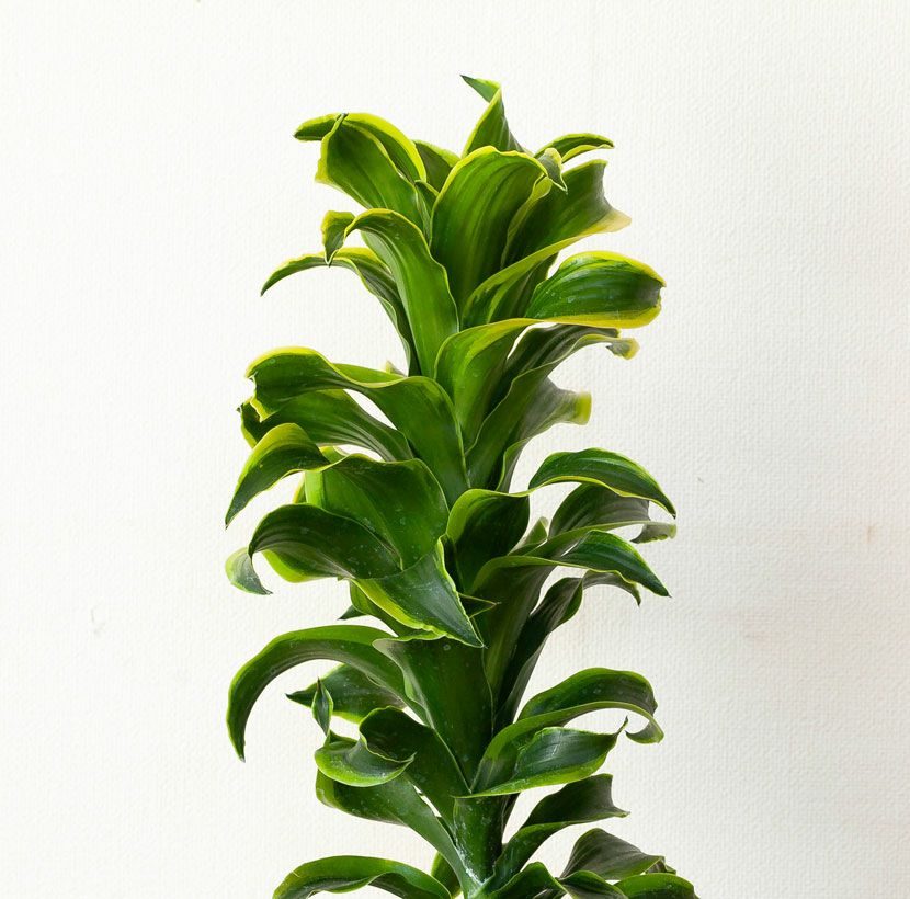 斑入りドラセナトルネード成長遅い品種｜植え替えなど育て方付き