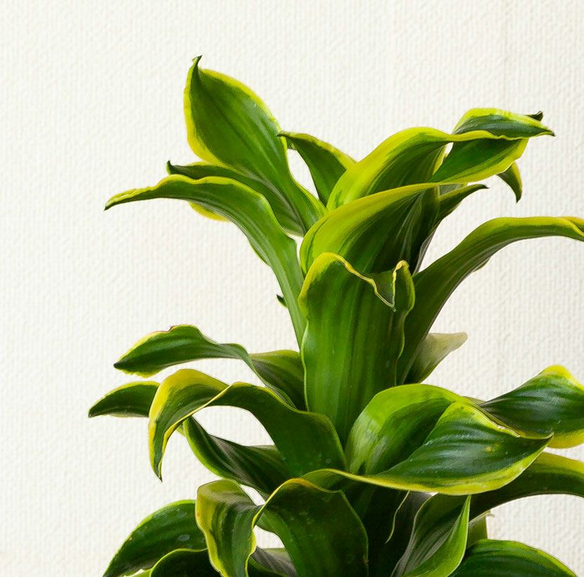 斑入りドラセナトルネード成長遅い品種｜植え替えなど育て方付き