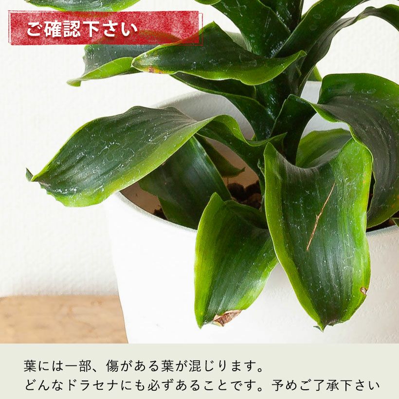 斑入りドラセナトルネード成長遅い品種｜植え替えなど育て方付き