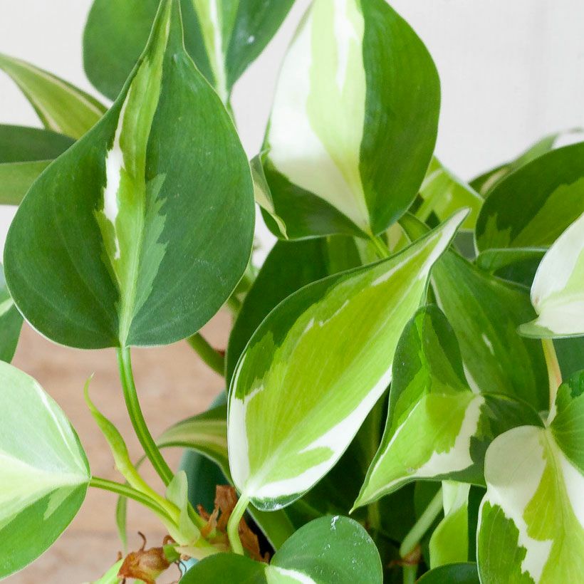 【超マニア向け】Pothos aff.remotiflorus【ジメジメ系】① クリームスプラッシュ｜オキシカルジウム・ブラジルの枝変わり