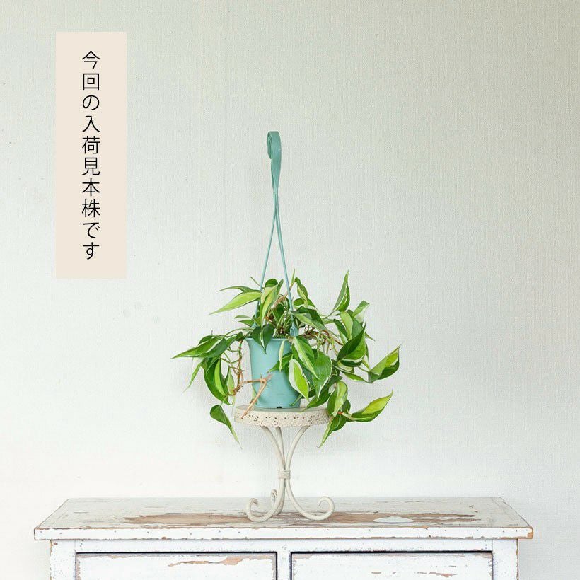 クリームスプラッシュ｜オキシカルジウム・ブラジルの枝変わり