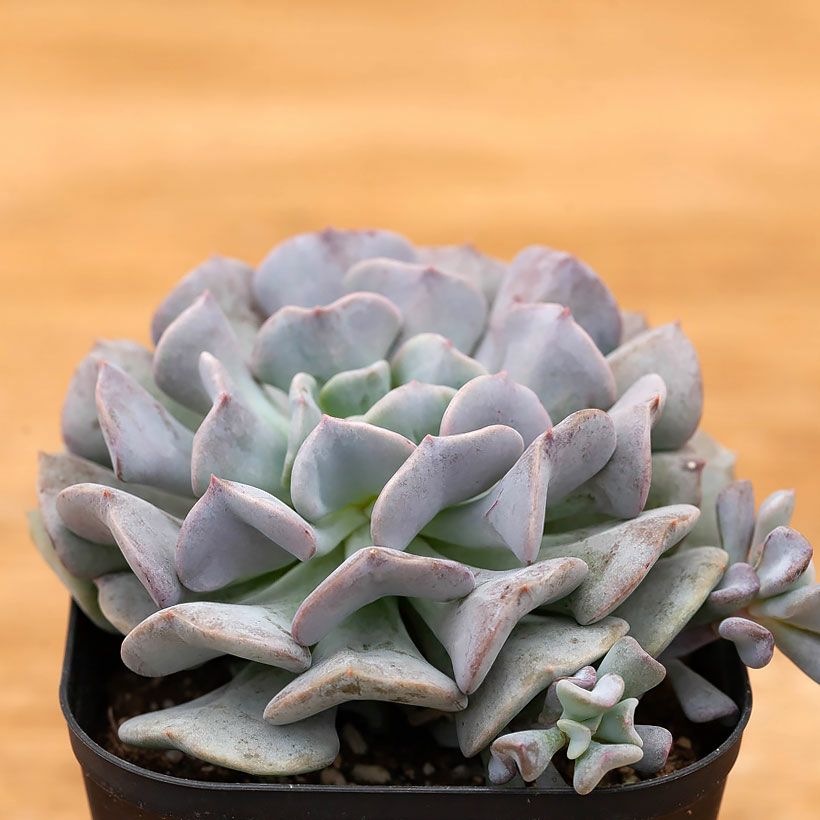 エケベリア・キュービックフロスト｜パープル系でほんのりピンク