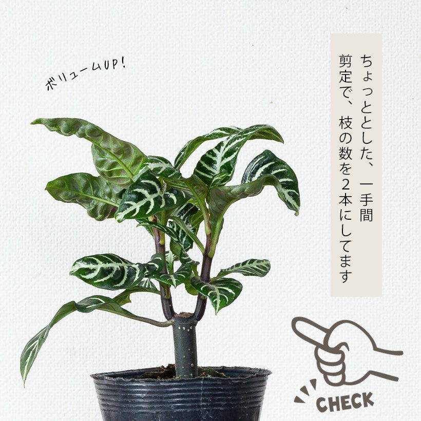 アフェランドラ・スクアローサ「ダニア」花咲くゼブラ柄観葉植物