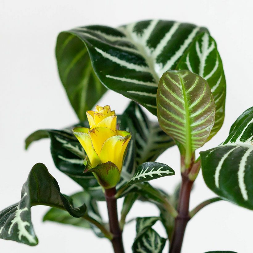 アフェランドラ・スクアローサ「ダニア」花咲くゼブラ柄観葉植物