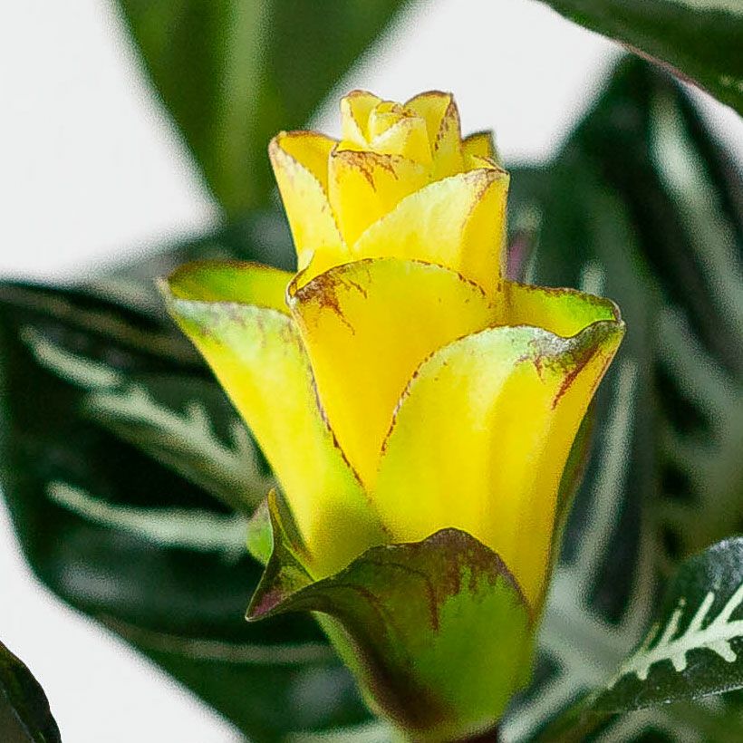 アフェランドラ・スクアローサ「ダニア」花咲くゼブラ柄観葉植物