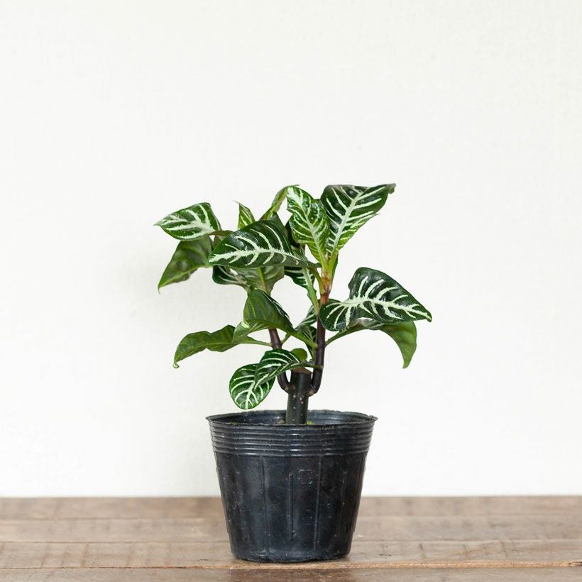 アフェランドラ・スクアローサ「ダニア」花咲くゼブラ柄観葉植物