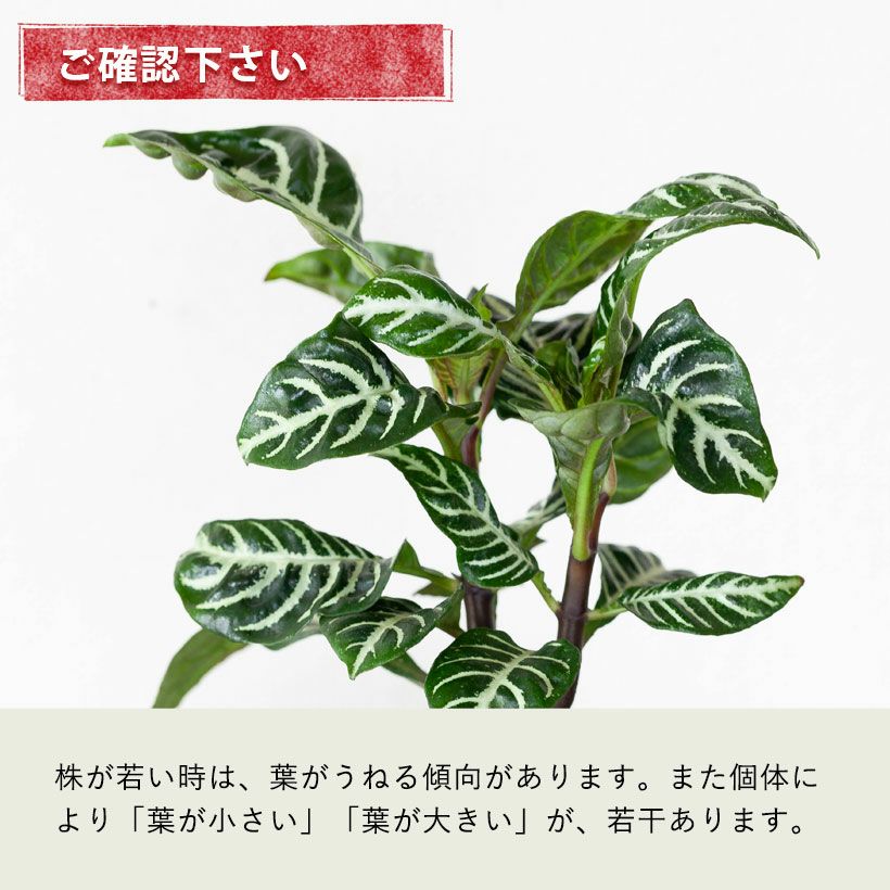 アフェランドラ・スクアローサ「ダニア」花咲くゼブラ柄観葉植物