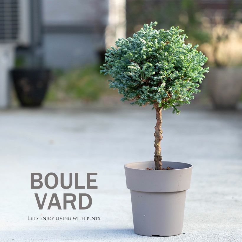 コニファー ボールバードの鉢植え｜大きくならないスタンド剪定
