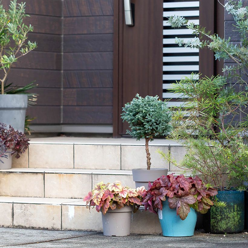 コニファー ボールバードの鉢植え｜大きくならないスタンド剪定