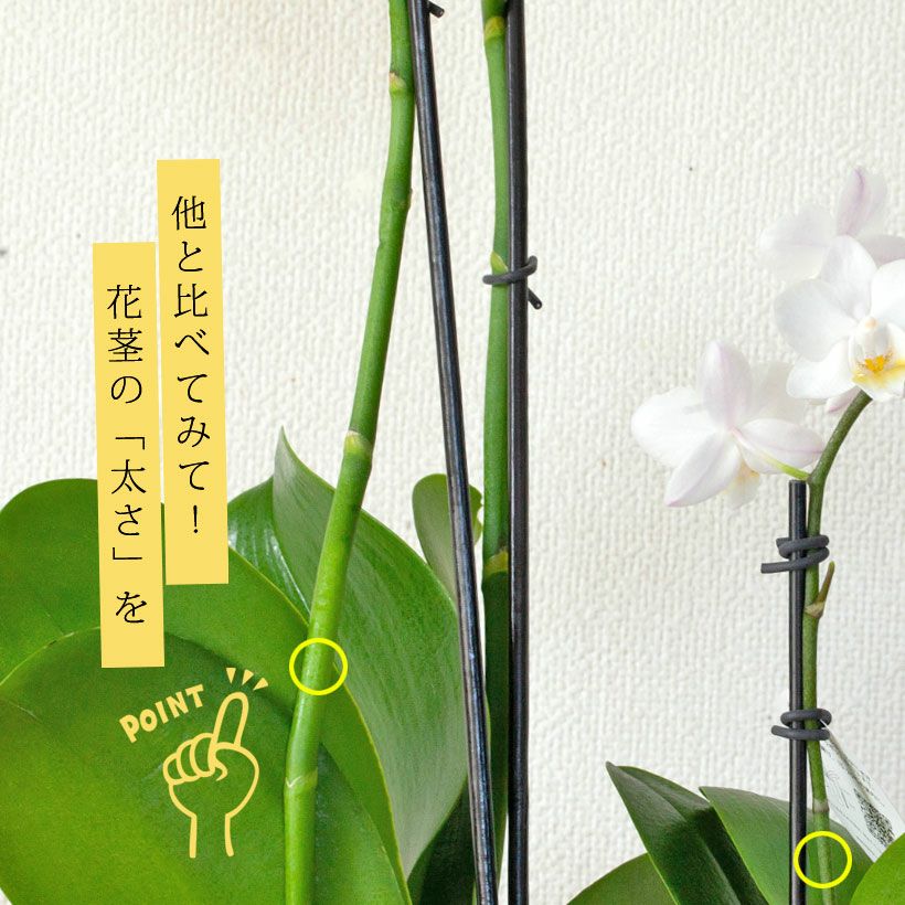 ミニ胡蝶蘭「花が終わってから」育て方付き！寿命長く初心者向き