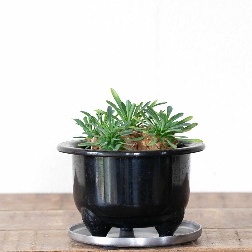 真鍮の受皿（金色でおしゃれ）塊根植物や多肉植物に！