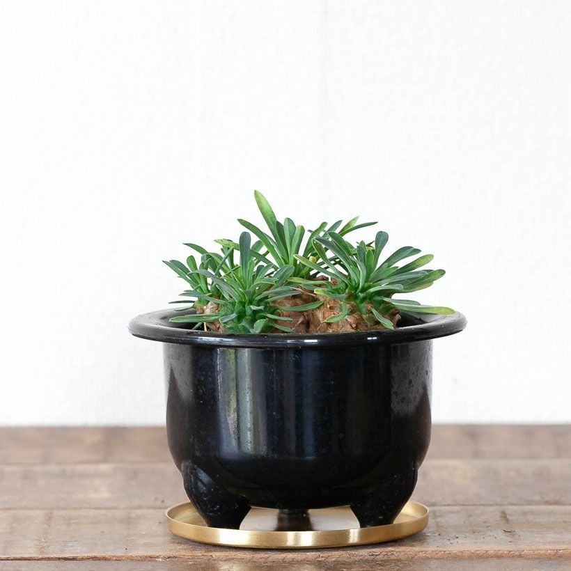 真鍮の受皿（金色でおしゃれ）塊根植物や多肉植物に！