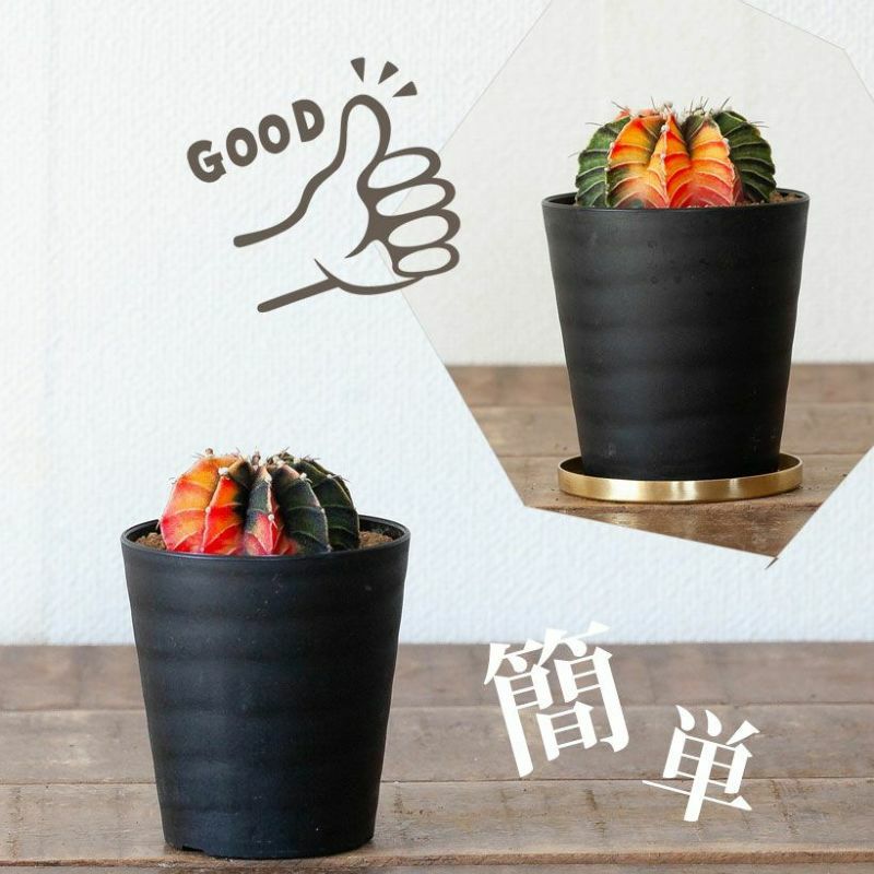 新品　素敵なクラシックコンポート 皿 真鍮 ゴールド ＆シルバー-15%OFF〜 真鍮の受皿（金色でおしゃれ）塊根植物や多肉植物に！