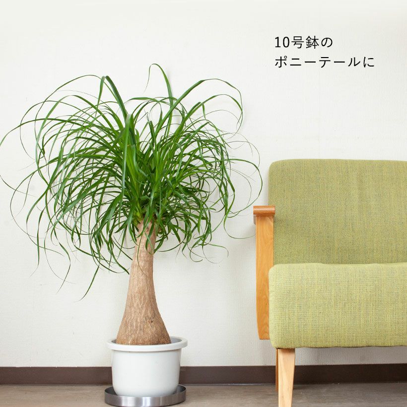 10号受皿｜おしゃれ！アルミニウム受皿。観葉植物にフィット