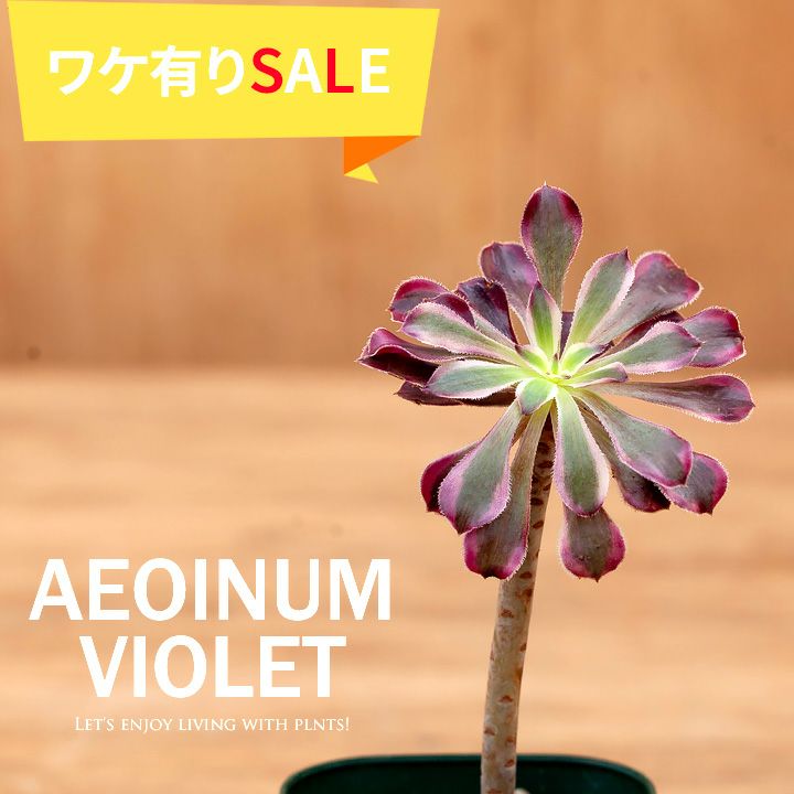 訳有り】黒法師（アエオニウム・サンシモン”バイオレット”） | [公式]e