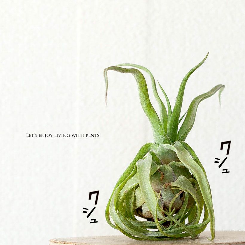 000000008833-01.jpg?size=l&w=