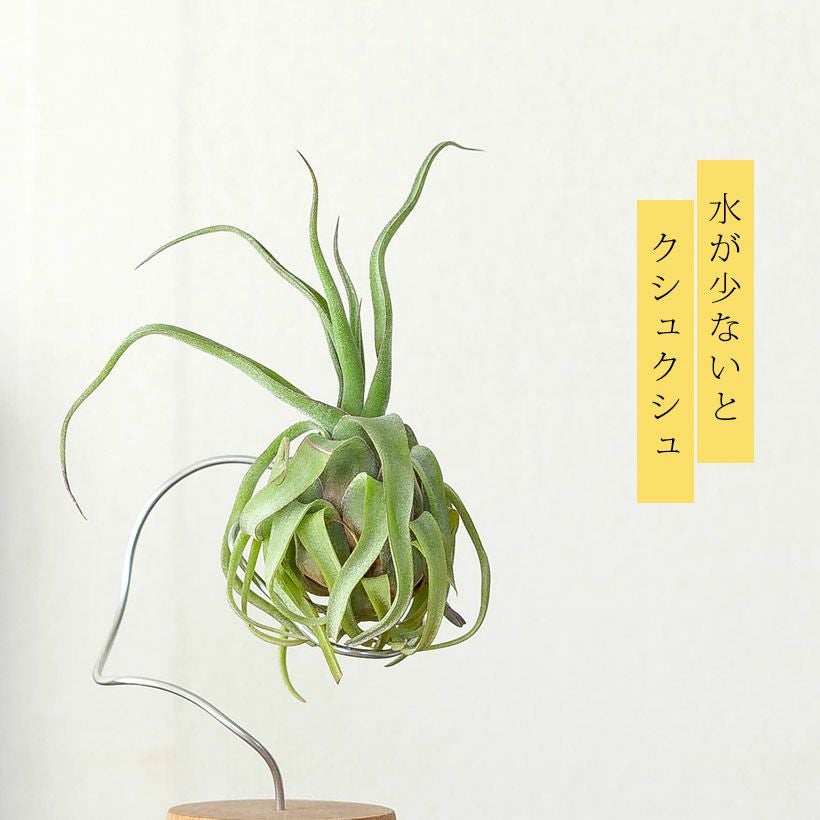 ストレプトフィラ｜乾燥で葉がカールするバロメータエアプランツ